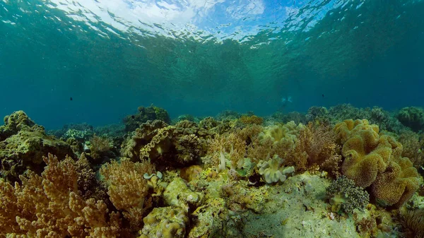 Korallzátony és trópusi halak a víz alatt. Fülöp-szigetek. — Stock Fotó