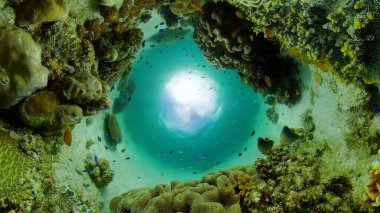 Mercan kayalıkları ve tropikal balıklar. Filipinler.