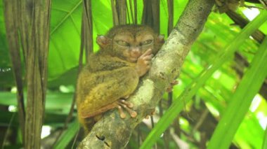 Komik Filipinli tarsier Tarsius syrichta. Bohol Filipinleri