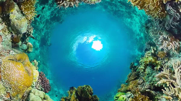 Arrecife de coral y peces tropicales bajo el agua. Bohol, Panglao, Filipinas. —  Fotos de Stock
