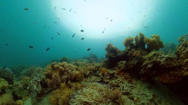 Mercan kayalıkları ve tropikal balıklar. Filipinler.