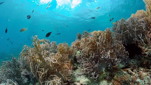 Korálové útesy a tropické ryby. Filipíny. — Stock fotografie