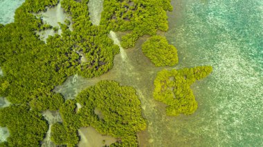 Yeşil mangrovlar. Bohol, Filipinler.