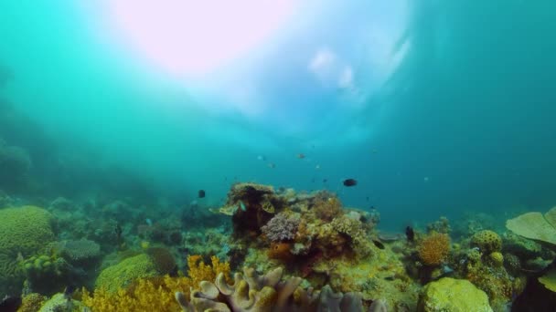 Arrecife de coral y peces tropicales bajo el agua. Filipinas. — Vídeos de Stock