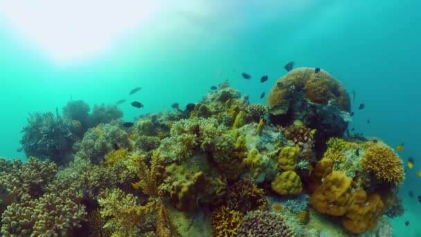 Recifes de coral e peixes tropicais. Filipinas. — Vídeo de Stock