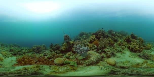 Koraalrif en tropische vissen onder water. Filippijnen. Virtual Reality 360 — Stockvideo