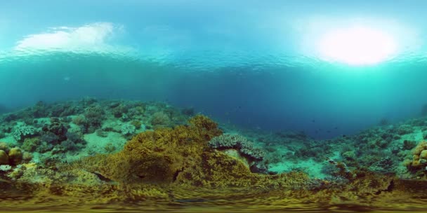 Koraalrif en tropische vissen onder water. Filippijnen. 360 graden uitzicht. — Stockvideo