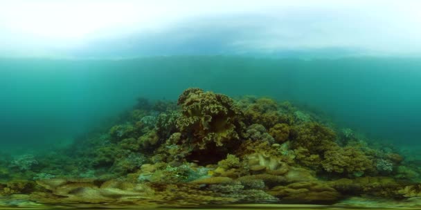 Arrecife de coral y peces tropicales bajo el agua. Filipinas. Realidad virtual 360 — Vídeo de stock