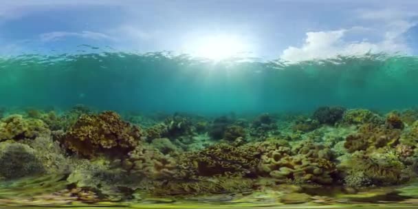 Коралловый риф и тропические рыбы под водой. Филиппины. Виртуальная реальность 360 — стоковое видео