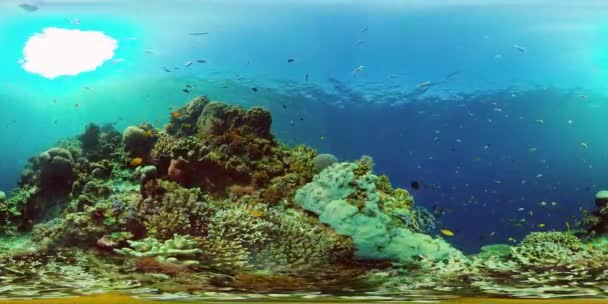 Coral reef and tropical fish. Philippines. 360-Degree view. — Stock Video