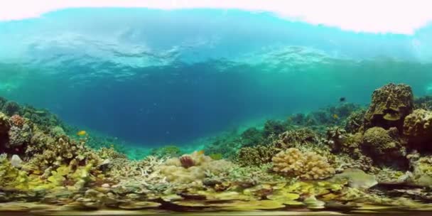 Korallenriffe und tropische Fische. Philippinen. 360-Grad-Ansicht. — Stockvideo