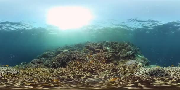 Arrecife de coral con peces bajo el agua. Filipinas. Realidad virtual 360 — Vídeo de stock