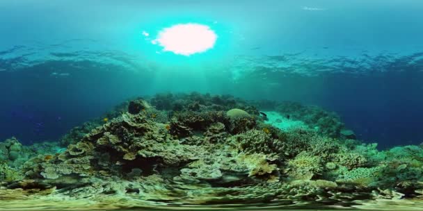 Коралловый риф с рыбой под водой. Филиппины. Виртуальная реальность 360 — стоковое видео