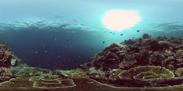 Coral reef and tropical fish. Philippines. 360-Degree view. — Stock Video