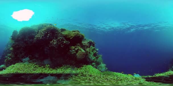 Récif corallien avec poissons sous-marins. Philippines. Réalité virtuelle 360 — Video