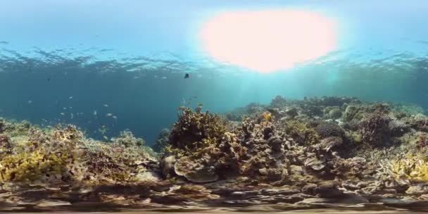 Korallenriffe und tropische Fische. Philippinen. Virtuelle Realität 360 — Stockvideo