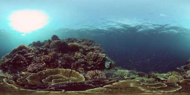 Κοραλλιογενή ύφαλο και τροπικά ψάρια. Φιλιππίνες. Εικονική πραγματικότητα 360 — Αρχείο Βίντεο