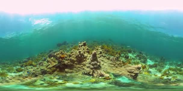 Coral reef and tropical fish underwater. Philippines. Virtual Reality 360 — Stock Video