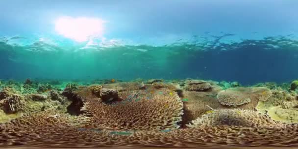 Arrecife de coral y peces tropicales. Filipinas. Vista de 360 grados. — Vídeos de Stock