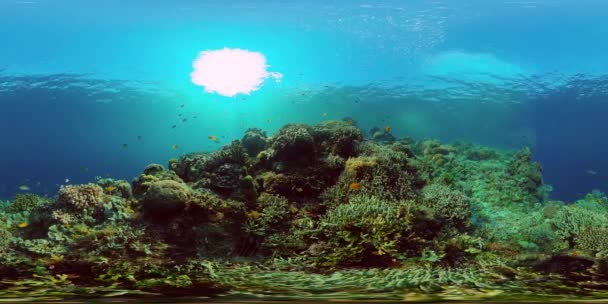 Korálové útesy a tropické ryby pod vodou. Filipíny. 360-stupňové zobrazení. — Stock video
