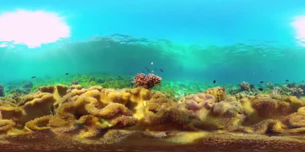 Arrecife de coral con peces bajo el agua. Filipinas. Realidad virtual 360 — Vídeo de stock