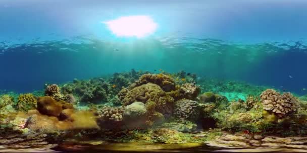 Korallenriffe und tropische Fische unter Wasser. Philippinen. 360-Grad-Ansicht. — Stockvideo