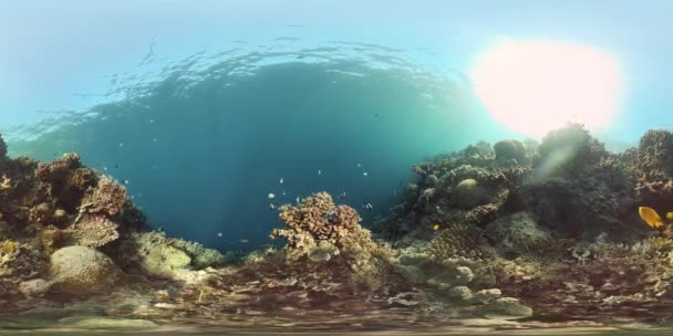 The underwater world of a coral reef. Philippines. Virtual Reality 360 — Stock Video