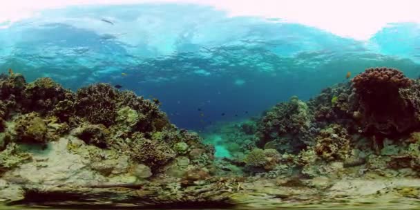 The underwater world of a coral reef. Philippines. Virtual Reality 360 — Stock Video