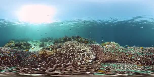 Recifes de coral e peixes tropicais. Filipinas. Realidade Virtual 360 — Vídeo de Stock