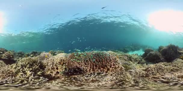 Barriera corallina e pesce tropicale. Filippine. Vista a 360 gradi. — Video Stock