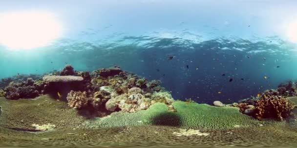 Recifes de coral e peixes tropicais. Filipinas. Realidade Virtual 360 — Vídeo de Stock