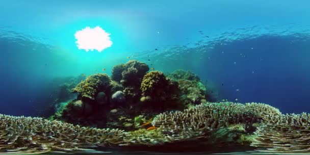 Korallzátony és trópusi halak. Fülöp-szigetek. Virtuális valóság 360 — Stock videók