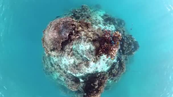 Korallzátony és trópusi halak a víz alatt. Bohol, Panglao, Fülöp-szigetek. — Stock videók