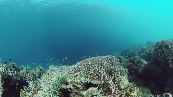 珊瑚礁的水下世界。菲律宾潘劳市。4k视频. — 图库视频影像