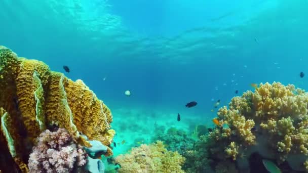 El mundo submarino de un arrecife de coral. Panglao, Filipinas. — Vídeos de Stock