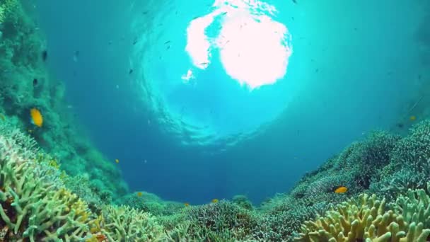 Korálový útes s rybami pod vodou. Bohol, Filipíny. Video 4k. — Stock video