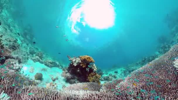 Korálový útes s rybami pod vodou. Bohol, Filipíny. — Stock video