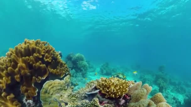 Arrecife de coral con peces bajo el agua. Bohol, Filipinas. — Vídeo de stock