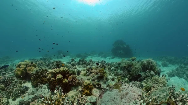 Barriera corallina e pesce tropicale. Filippine. — Foto Stock