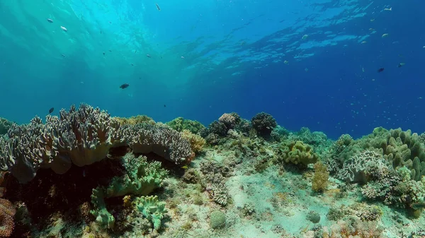 Arrecife de coral y peces tropicales bajo el agua. Filipinas. — Foto de Stock