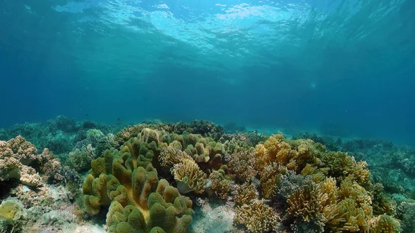 Arrecife de coral y peces tropicales. Filipinas. — Foto de Stock