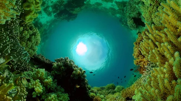 Coral reef and tropical fish. Philippines.