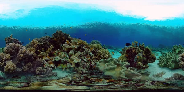 Egy korallzátony víz alatti világa. Fülöp-szigetek. Virtuális valóság 360 — Stock Fotó