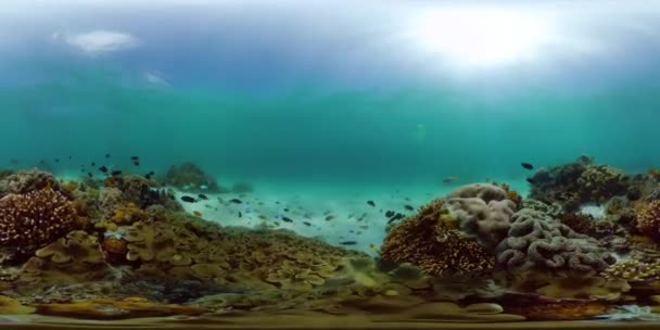 Arrecife de coral con peces bajo el agua. Filipinas. Realidad virtual 360 — Vídeo de stock