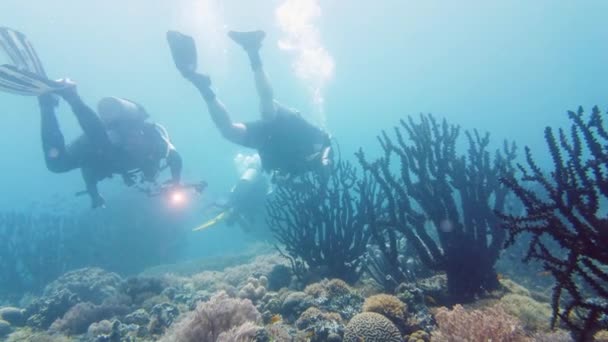 Arrecife de coral y peces tropicales. Leyte, Filipinas. — Vídeos de Stock