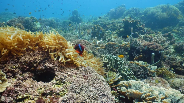 Arrecife de coral con peces bajo el agua. Camiguin, Filipinas — Foto de Stock