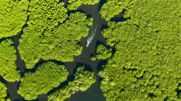 Aerial view of Mangrove forest and river.