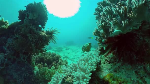 Korallrev och tropisk fisk under vatten. Filippinerna. — Stockvideo