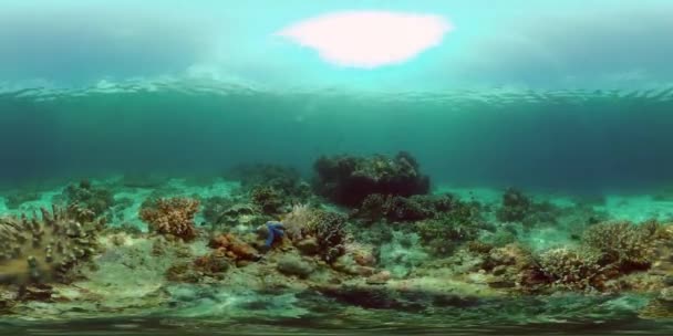 Korálové útesy a tropické ryby. Filipíny. Virtuální realita 360 — Stock video