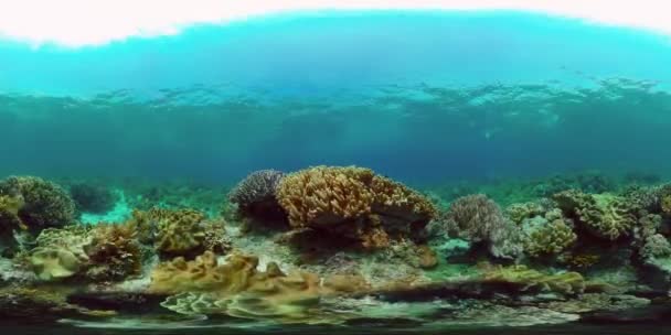 Korálové útesy a tropické ryby. Filipíny. 360-stupňové zobrazení. — Stock video